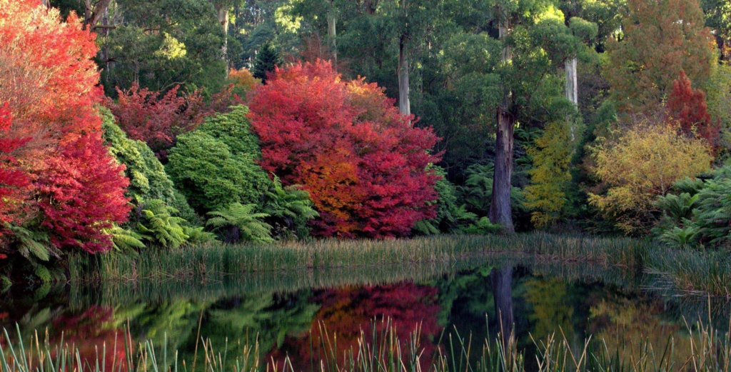 Yarra Valley & Dandenong Ranges
