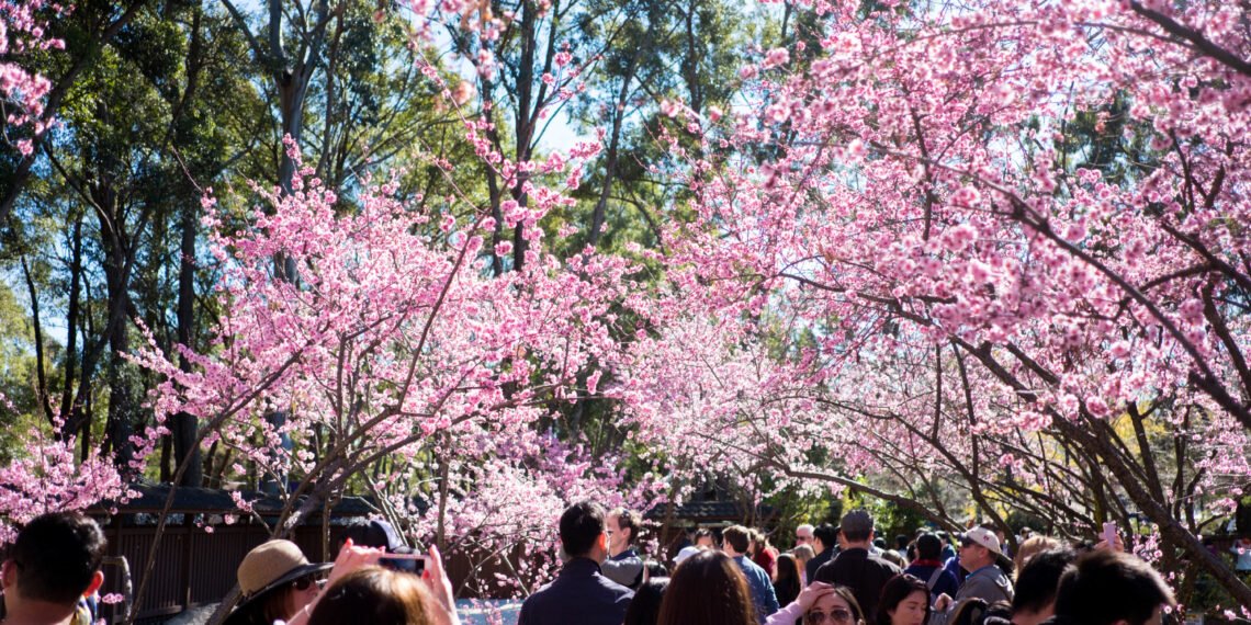 Sydney Cherry Blossom Festival