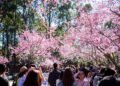 Sydney Cherry Blossom Festival