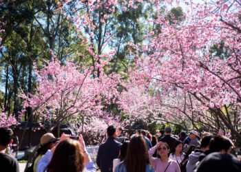 Sydney Cherry Blossom Festival