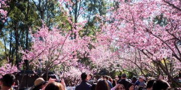 Sydney Cherry Blossom Festival